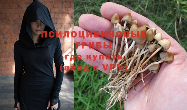 прущие грибы Саяногорск